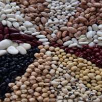 Роль зернобобовых культур в питании человека